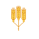 Wheat